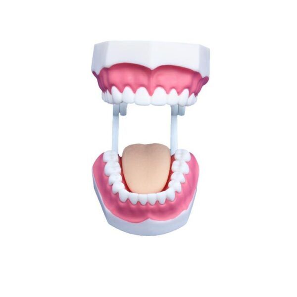 Diş Bakımı Modeli Küçük Boy 28 Diş