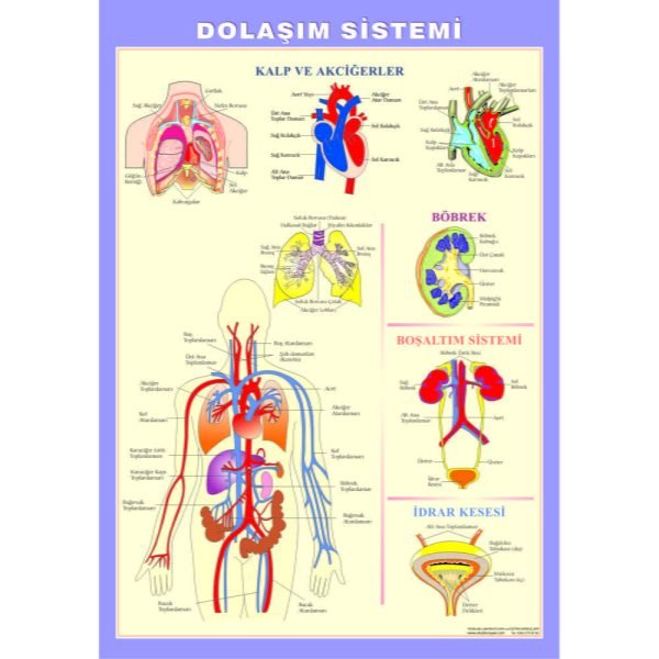 Dolaşım Sistemi Levhası 70x100 cm