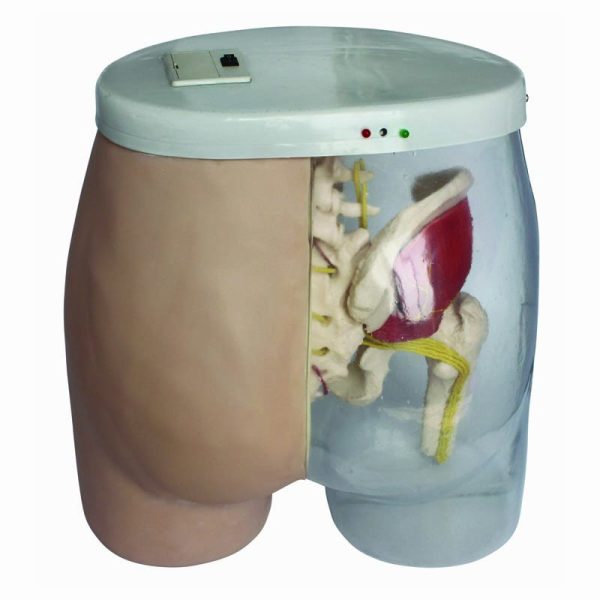 Elektronik Transparan İntramüsküler (IM) Kalça Enjeksiyon Modeli