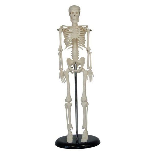 İnsan İskeleti Modeli 45 cm