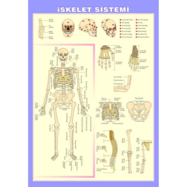 İskelet Sistemi Levhası 70x100 cm