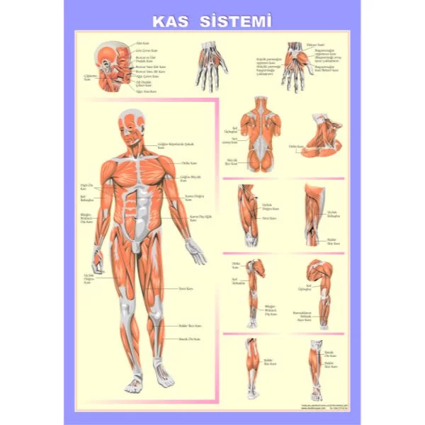 Kas Sistemi Levhası 70x100 cm