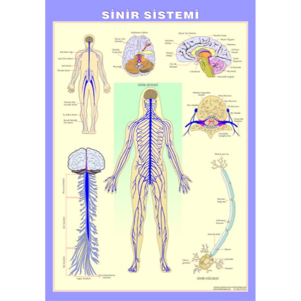 Sinir Sistemi Levhası 70x100 cm