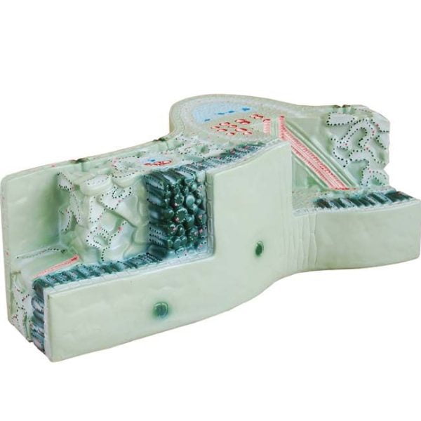 Yaprak Kesiti Modeli