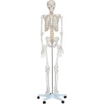 İnsan İskeleti Modeli 180 cm
