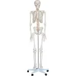 İnsan İskeleti Modeli 180 cm
