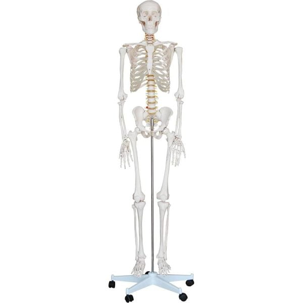 İnsan İskeleti Modeli 180 cm