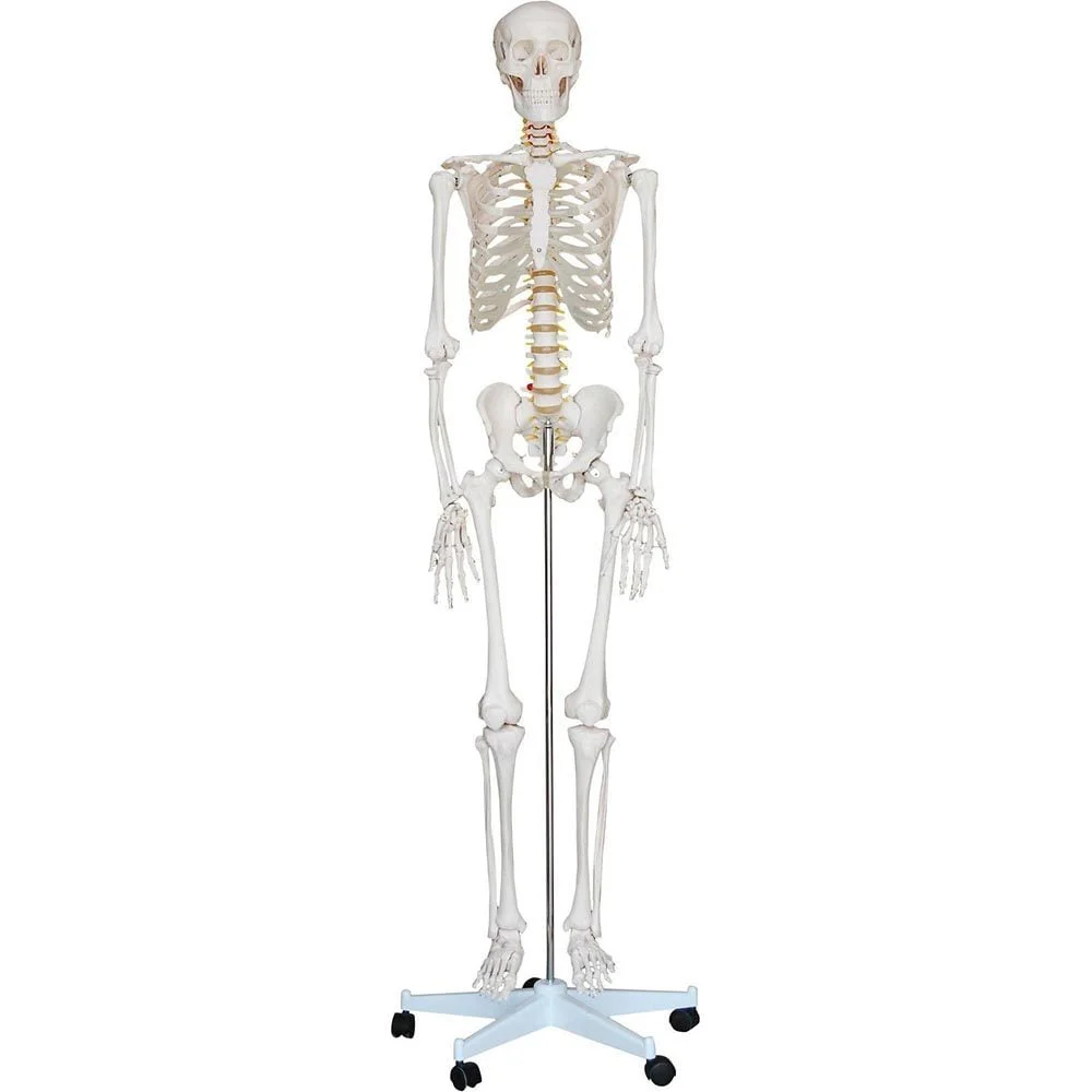 İnsan İskeleti Modeli 180 cm İnsan İskeleti Modeli 180 cm