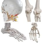 İnsan İskeleti Modeli 180 cm - Görsel 3