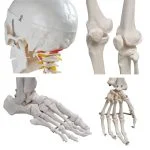 İnsan İskeleti Modeli 180 cm - Görsel 3