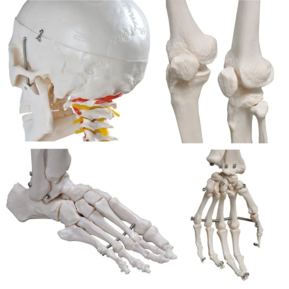 İnsan İskeleti Modeli 180 cm - Görsel 3