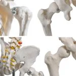 İnsan İskeleti Modeli 180 cm - Görsel 2