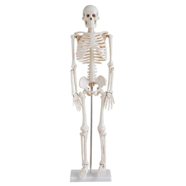 İnsan İskeleti Modeli 85 cm