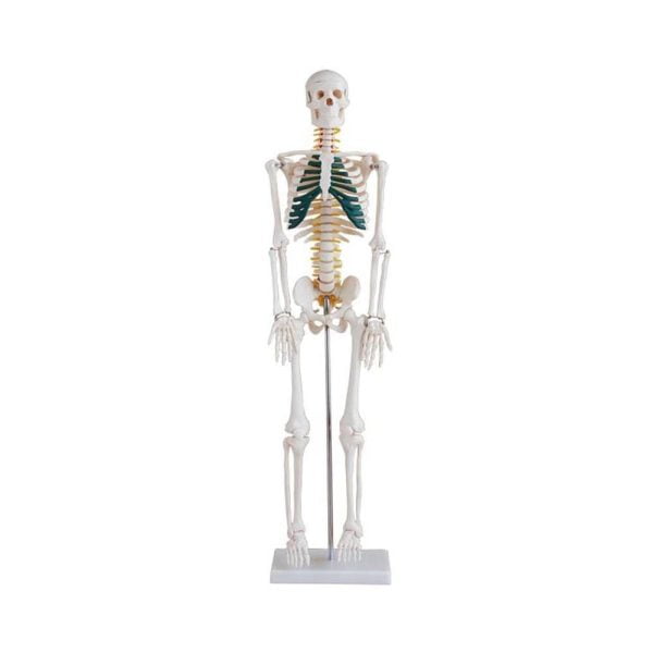 İnsan İskeleti Modeli Spinal Sinirli 85 cm