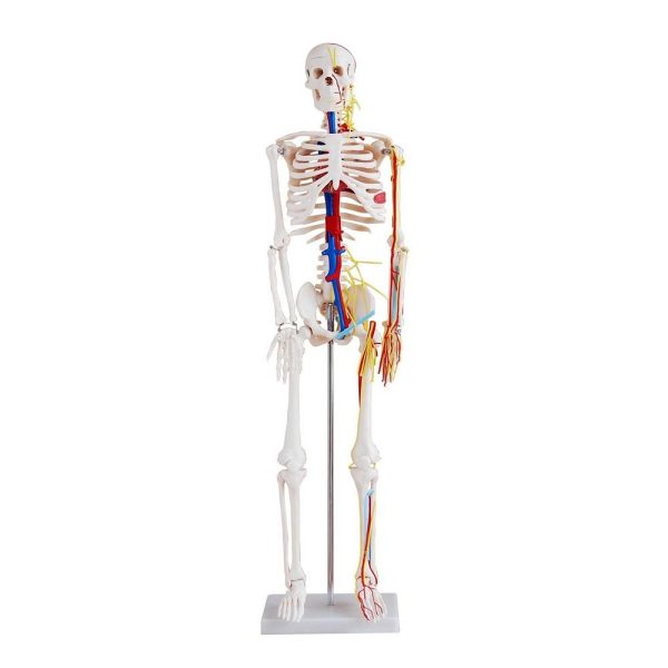 İnsan İskeleti Modeli Sinirli ve Kan Dolaşımlı 85 cm