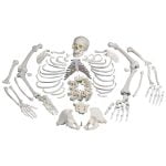 Parçalı İnsan İskeleti ve Kafatası Kemikleri Seti