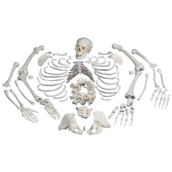Parçalı İnsan İskeleti ve Kafatası Kemikleri Seti
