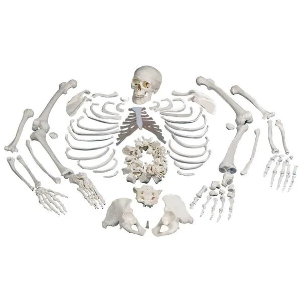 Parçalı İnsan İskeleti ve Kafatası Kemikleri Seti