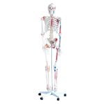 İnsan İskeleti Modeli Kaslı ve Ligamentli 180 cm