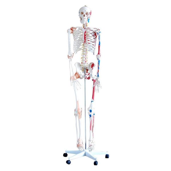 İnsan İskeleti Modeli Kaslı ve Ligamentli 180 cm