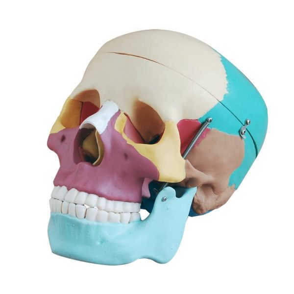 Kafatası Modeli Renkli Kemikli
