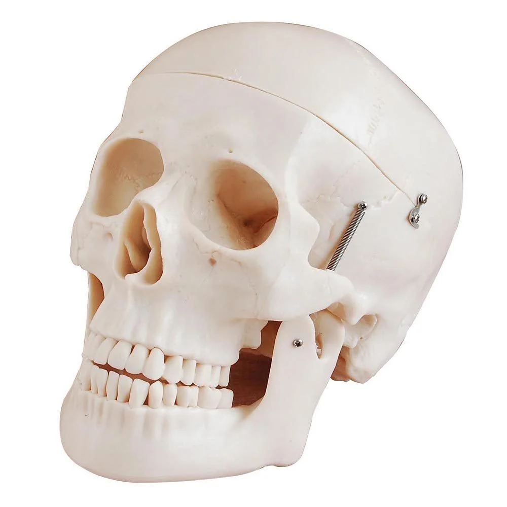 Kafatası Modeli Gelişmiş Kafatası Modeli Gelişmiş