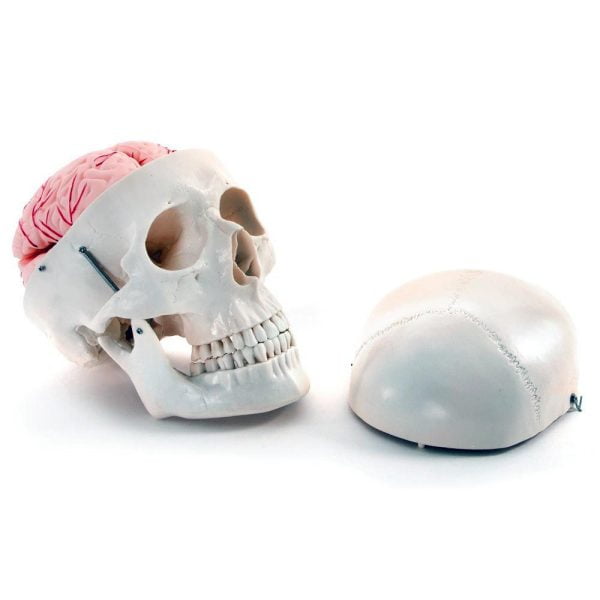 Kafatası ve Beyin Modeli 8 Parçalı