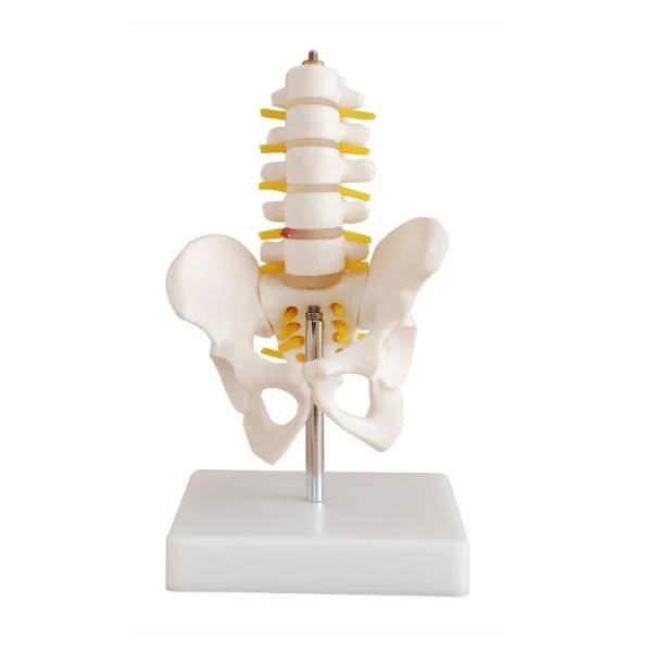 Omurga ve Kalça (Pelvisli 5 Li Lumbar Vertebra) Modeli Küçük Boy