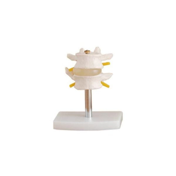 Lumbar Vertebra Modeli 2 Omurlu