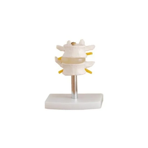 Lumbar Vertebra Modeli 2 Omurlu