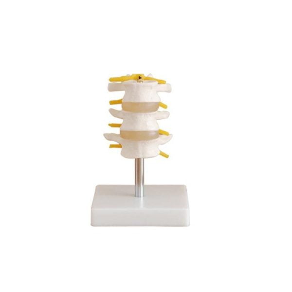 Lumbar Vertebra Modeli 3 Omurlu