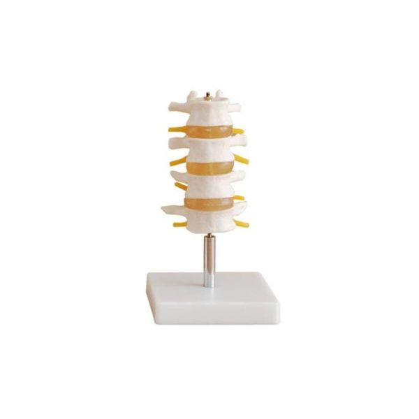 Lumbar Vertebra Modeli 4 Omurlu