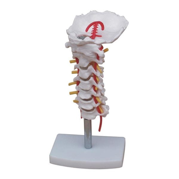 Boyun Arter ile Servikal Vertebral Kolon Modeli