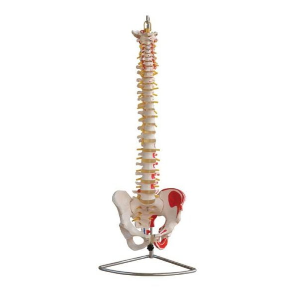 Omurga ve Kalça (Kas Bölgeleri İşaretlenmiş Pelvisli Vertebra) Modeli 75 cm