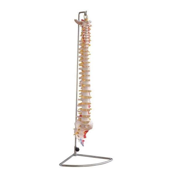 Omurga (Kas Bölgeleri İşaretlenmiş Vertebra) Modeli