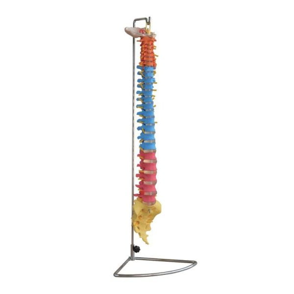 Didaktik Omurga (Vertebra) Modeli