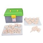 Parçalı Vertebral Kolon Modeli