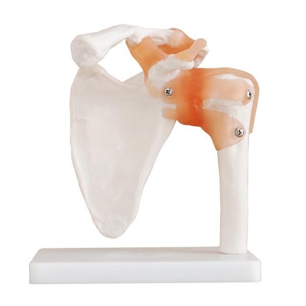 Omuz Eklemi Ligamentli Modeli