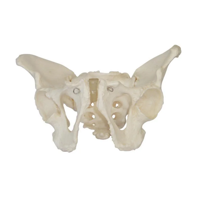 Yetişkin Erkek Pelvis Modeli Yetişkin Erkek Pelvis Modeli