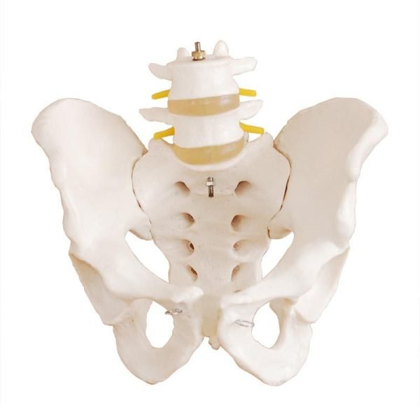 Pelvisli 2 Omurlu Lumbar Vertebra Modeli