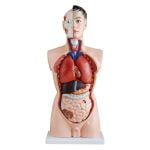 Erkek Torso Modeli 85 cm 19 Parça