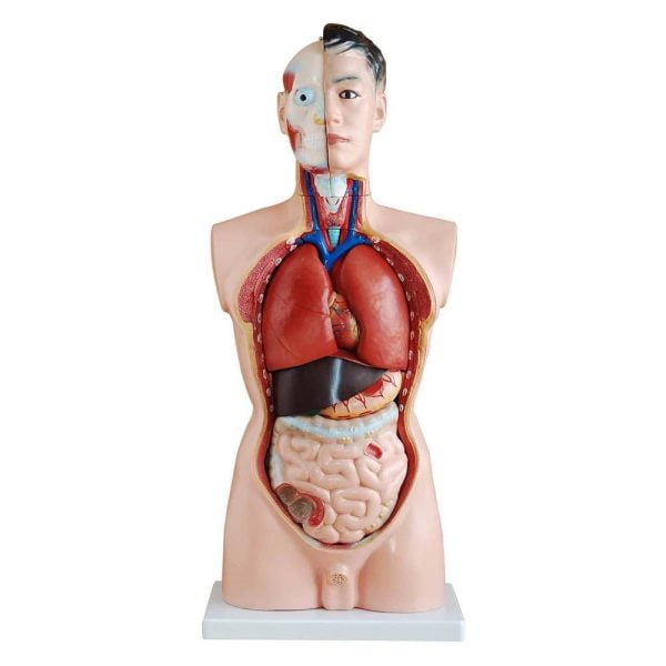 Erkek Torso Modeli 85 cm 19 Parça