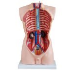 Erkek Torso Modeli 85 cm 19 Parça - Görsel 2