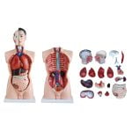Erkek Torso Modeli 85 cm 19 Parça - Görsel 4