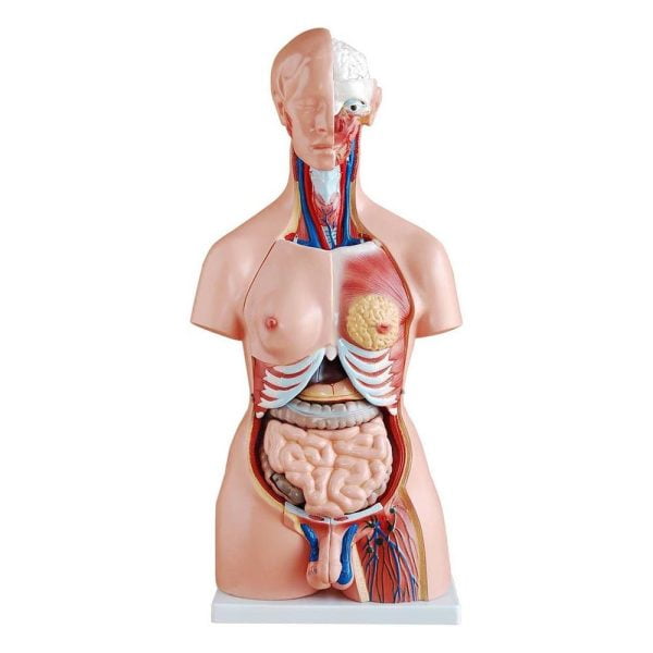 Unisex (Erkek-Kadın) Torso Modeli 85 cm 23 Parça