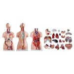 Unisex (Erkek-Kadın) Torso Modeli 85 cm 23 Parça - Görsel 5