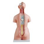 Unisex (Erkek-Kadın) Torso Modeli 85 cm 23 Parça - Görsel 3