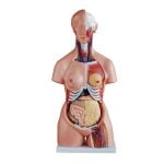 Trisex (Erkek-Kadın-Genital Organsız) Torso Modeli 85 cm 21 Parça