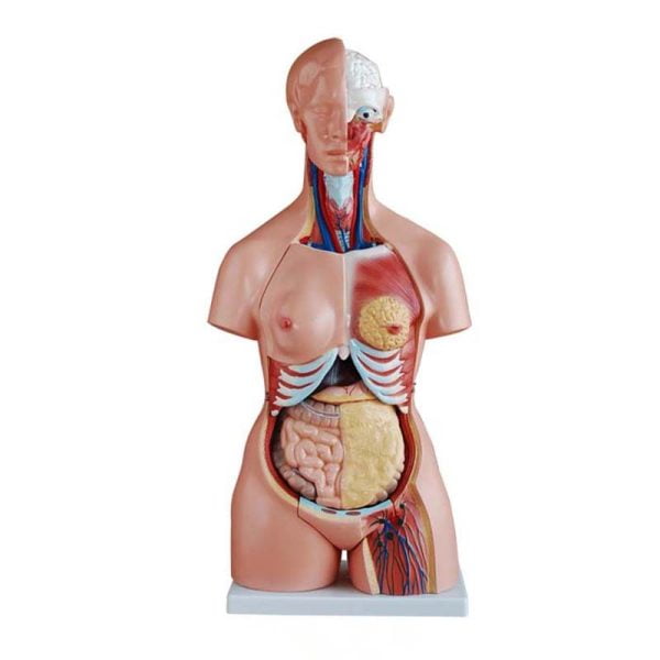 Trisex (Erkek-Kadın-Genital Organsız) Torso Modeli 85 cm 21 Parça