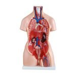 Trisex (Erkek-Kadın-Genital Organsız) Torso Modeli 85 cm 21 Parça - Görsel 2